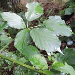 Rubus winteri - Winters Brombeere