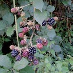 Rubus winteri - Winters Brombeere
