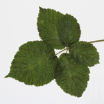Rubus zollvereinensis - Zollverein-Haselblattbrombeere