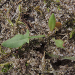 Rumex acetosella - Kleiner Sauerampfer