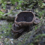 Rutstroemia echinophila - Kastanienbecherling