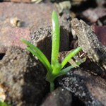 Sagina procumbens - Niederliegendes Mastkraut
