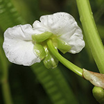 Sagittaria latifolia - Breitblättriges Pfeilkraut