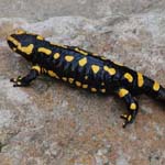 Salamandra salamandra - Feuersalamander