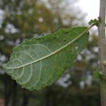 Salix aurita - Ohr-Weide