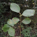 Salix aurita - Ohr-Weide