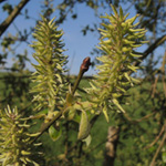 Salix caprea - Sal-Weide