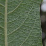 Salix x capreola (= S. aurita x S. caprea)