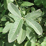 Salix cinerea - Grau-Weide