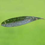 Salix fragilis - Bruch-Weide
