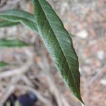 Salix x fruticosa (= S. aurita x S. viminalis)