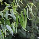 Salix matsudana 'Tortuosa' - Korkenzieher-Weide