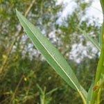 Salix x mollissima (= S. triandra x S. viminalis) - Blend-Weide
