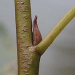 Salix x mollissima (= S. triandra x S. viminalis) - Busch-Weide