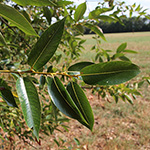 Salix pentandra - Lorbeer-Weide