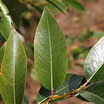 Salix pentandra - Lorbeer-Weide