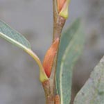 Salix purpurea subsp. lambertiana - Purpur-Weide