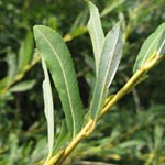 Salix purpurea subsp. lambertiana - Purpur-Weide