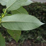 Salix pyrifolia - Birnenblättrige Weide