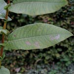 Salix pyrifolia - Birnenblättrige Weide