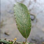 Salix x reichhardtii (= S. caprea x S. cinerea)