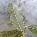Salix x reichhardtii (= S. caprea x S. cinerea)