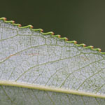 Salix x rubens (= S. alba x S. fragilis) - Hohe Weide, Fahl-Weide