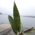 Salix x rubens (= S. alba x S. fragilis) - Hohe Weide, Fahl-Weide