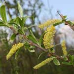Salix x rubens - Fahl-Weide