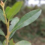 Salix x rubra (= S. purpurea x S. viminalis) - Blend-Weide