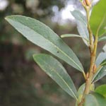 Salix x rubra (= S. purpurea x S. viminalis) - Blend-Weide