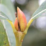 Salix x rubra (S. purpurea x viminalis) - Blend-Weide