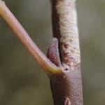Salix triandra - Mandel-Weide
