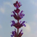 Salvia nemorosa - Hain-Salbei