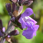 Salvia officinalis - Echter Salbei