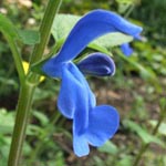 Salvia patens - Blauer Salbei