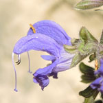 Salvia pratensis - Wiesen-Salbei