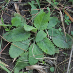 Salvia pratensis - Wiesen-Salbei