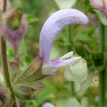 Salvia sclarea - Muskateller-Salbei