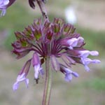 Salvia verticillata - Quirlblütiger Salbei