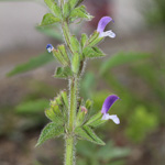 Salvia viridis - Buntschopf-Salbei