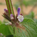 Salvia viridis - Buntschopf-Salbei