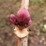 Sambucus racemosa - Trauben-Holunder