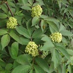 Sambucus racemosa - Trauben-Holunder