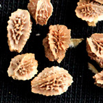 Sanguisorba minor subsp. balearica - Höckerfrüchtiger Wiesenknopf