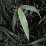 Sasa palmata - Breitblättriger Zwergbambus