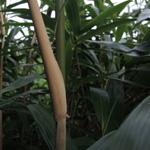 Sasa palmata - Breitblättriger Zwergbambus