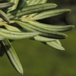Saxegothaea conspicua - Patagonische Eibe