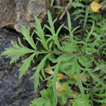 Scabiosa columbaria - Tauben-Scabiose