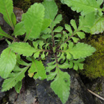 Scabiosa columbaria - Tauben-Scabiose